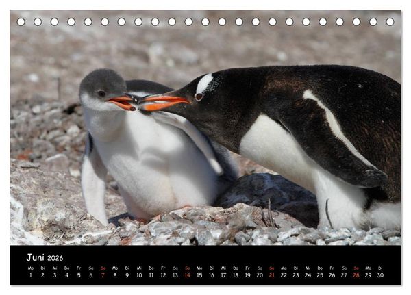 Produktbild: Pinguine aus aller Welt (Tischkalender 2026 DIN A5 quer), CALVENDO Monatskalender