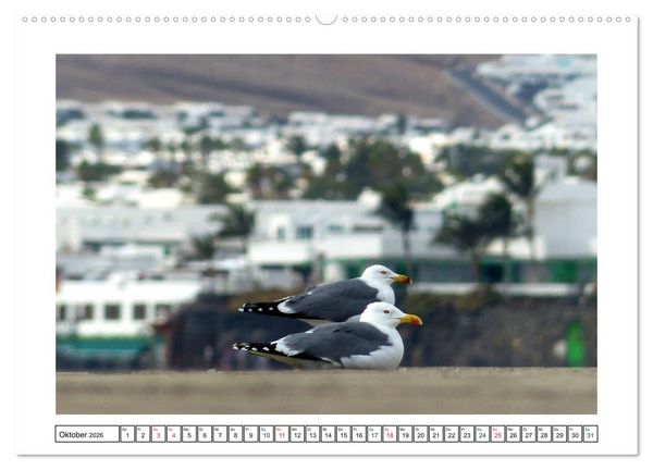 Produktbild: Lanzarote - Playa Blanca (Wandkalender 2026 DIN A2 quer), CALVENDO Monatskalender
