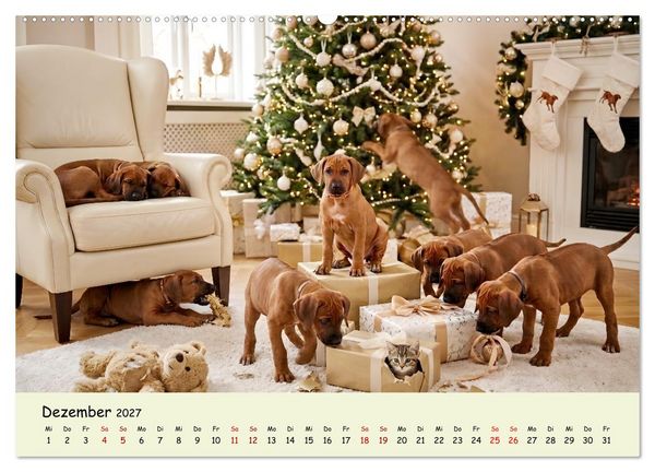Produktbild: Rhodesian Ridgeback - Welpenzauber (Wandkalender 2027 DIN A2 quer), CALVENDO Monatskalender