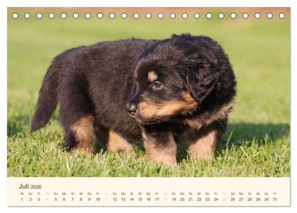 Produktbild: Hovawarte - einmal anders (Tischkalender 2026 DIN A5 quer), CALVENDO Monatskalender