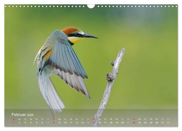 Produktbild: Europ&auml;ische Bienenfresser (Wandkalender 2026 DIN A3 quer), CALVENDO Monatskalender