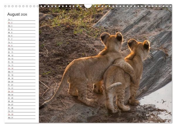 Produktbild: Emotionale Momente: L&ouml;wenbabys - so s&uuml;&szlig;. (Wandkalender 2026 DIN A3 quer), CALVENDO Monatskalender