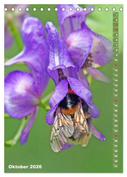 Produktbild: Blossom Love, von Bienen und Hummeln (Tischkalender 2026 DIN A5 hoch), CALVENDO Monatskalender