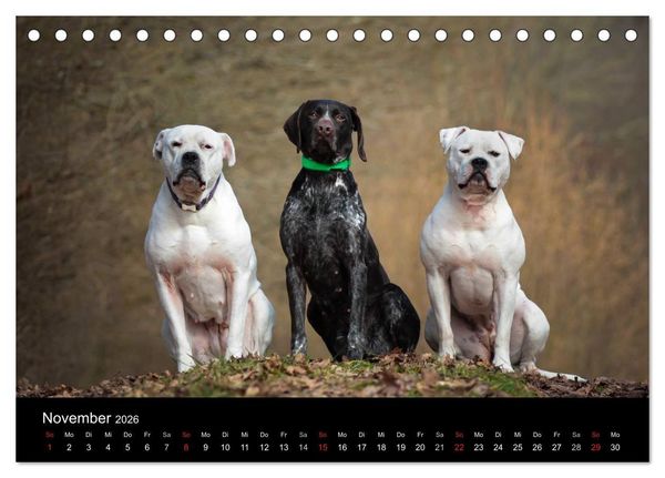 Produktbild: American Bulldog - alles Andere ist nur ein Hund (Tischkalender 2026 DIN A5 quer), CALVENDO Monatskalender