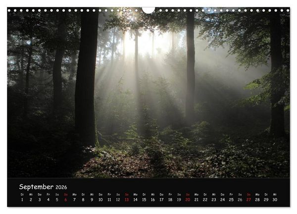 Produktbild: Lichter im Wald (Wandkalender 2026 DIN A3 quer), CALVENDO Monatskalender