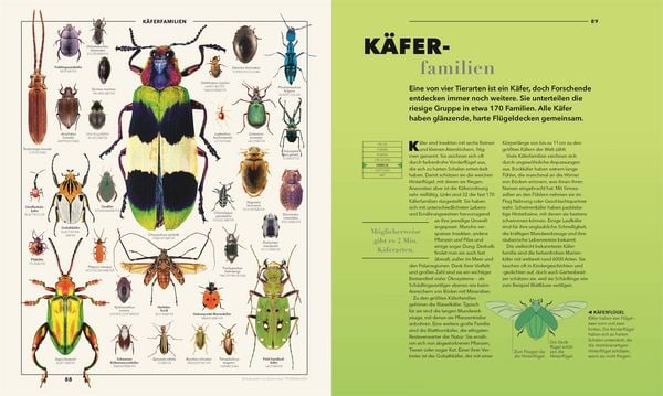 Produktbild: Universum des Wissens