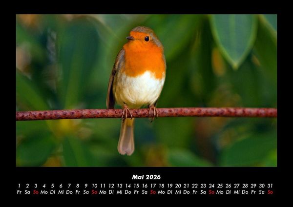 Produktbild: Welt der V&ouml;gel 2026 Fotokalender DIN A3