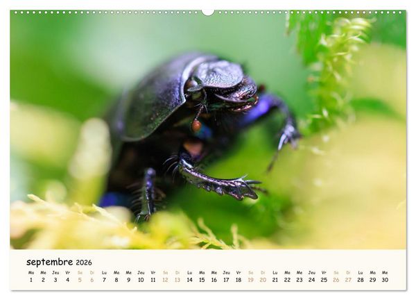 Produktbild: Nos amis les insectes (Calendrier mural 2026 DIN A2 vertical), CALVENDO calendrier mensuel