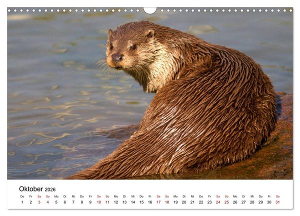 Produktbild: Otter - J&auml;ger an Fl&uuml;ssen und Seen (Wandkalender 2026 DIN A3 quer), CALVENDO Monatskalender
