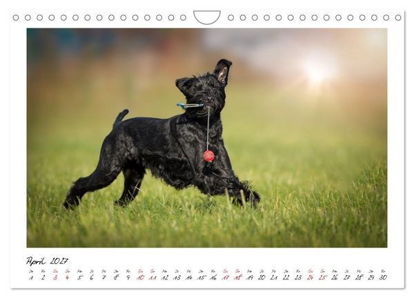 Produktbild: Riesenschnauzer - Herz auf vier Pfoten (Wandkalender 2027 DIN A4 quer), CALVENDO Monatskalender