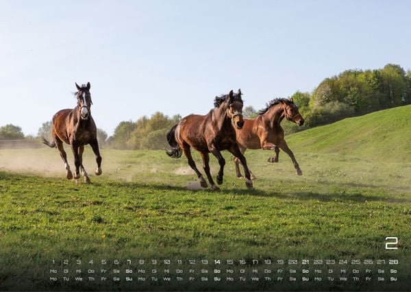Produktbild: Pferdegefl&uuml;ster - Der Pferdekalender - 2027 - Kalender DIN A3