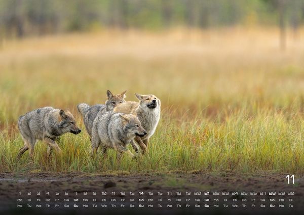 Produktbild: Wolf &ndash; Im Schatten des Waldes - 2027 - Kalender DIN A2