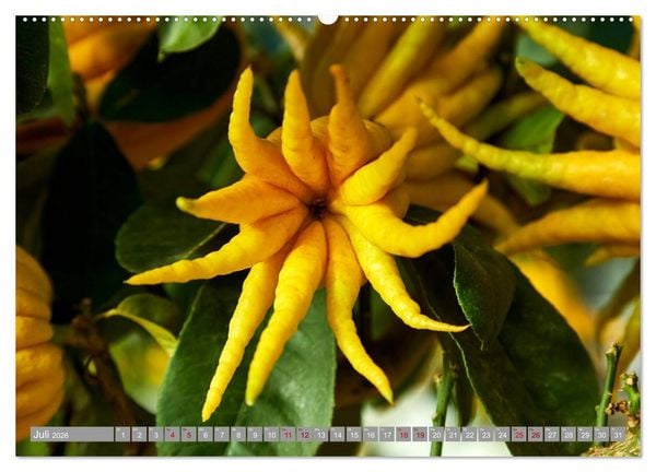 Produktbild: Bio Zitrus Garten (Wandkalender 2026 DIN A2 quer), CALVENDO Monatskalender