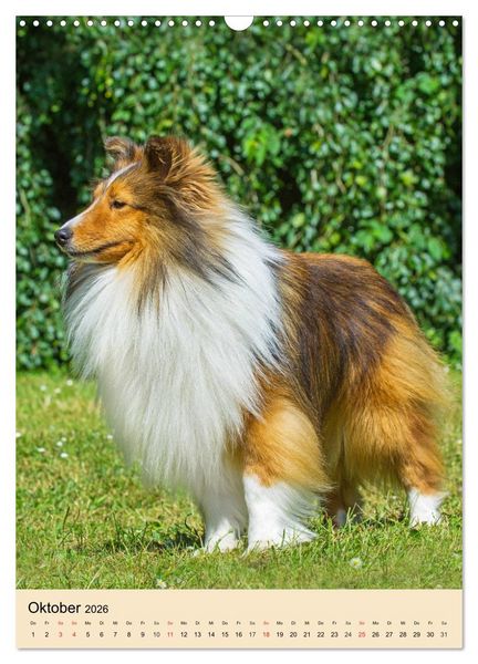 Produktbild: Sheltie - Wirbelwind auf 4 Pfoten (Wandkalender 2026 DIN A3 hoch), CALVENDO Monatskalender