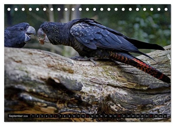 Produktbild: Papageien. Bunt, laut und klug (Tischkalender 2026 DIN A5 quer), CALVENDO Monatskalender
