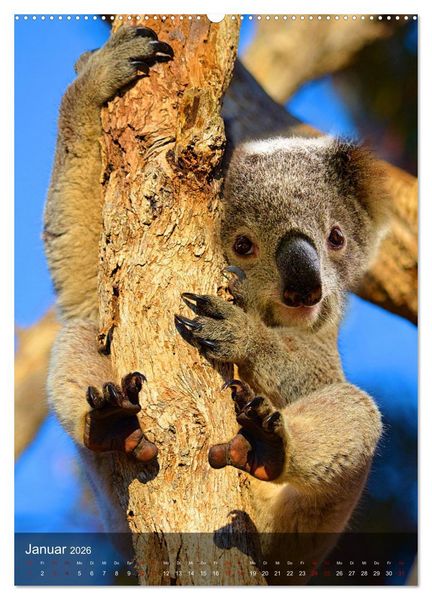 Produktbild: Koalas auf den Pelz ger&uuml;ckt (hochwertiger Premium Wandkalender 2026 DIN A2 hoch), Kunstdruck in Hochglanz