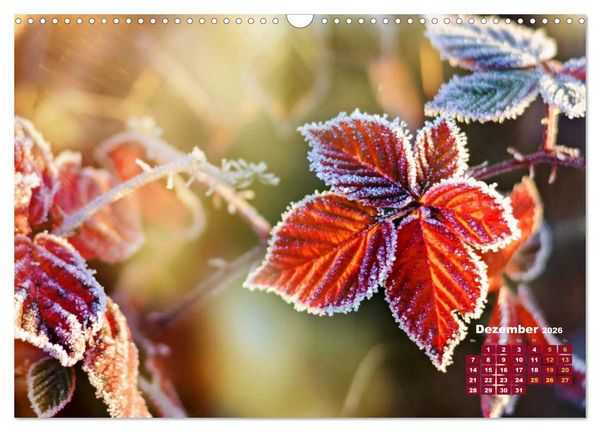 Produktbild: Die Welt in Orange (Wandkalender 2026 DIN A3 quer), CALVENDO Monatskalender