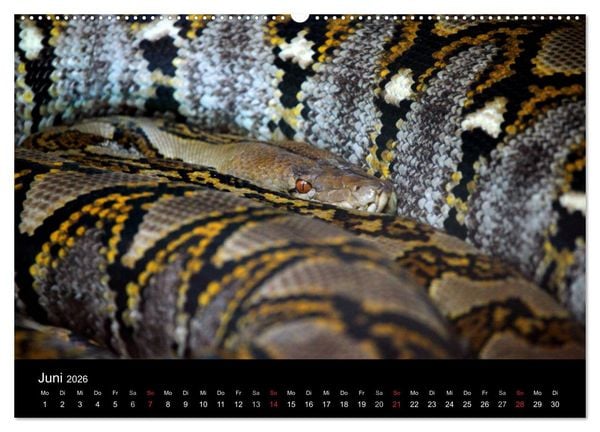 Produktbild: Schlangen (hochwertiger Premium Wandkalender 2026 DIN A2 quer), Kunstdruck in Hochglanz