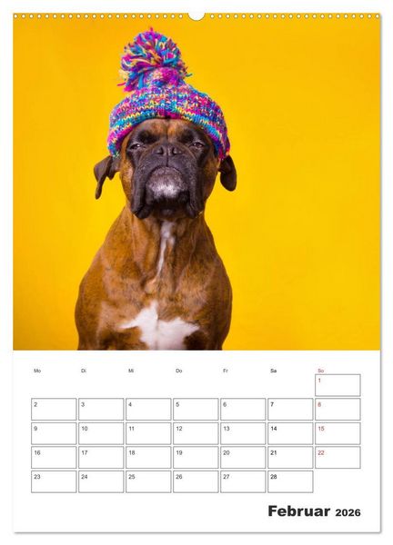 Produktbild: colorful world of boxer 2026 (Wandkalender 2026 DIN A2 hoch), CALVENDO Monatskalender