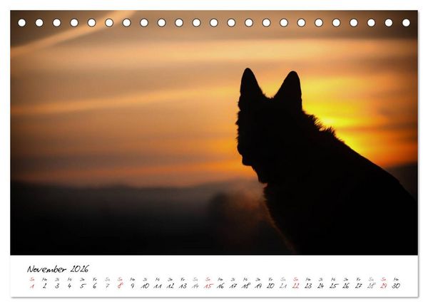 Produktbild: Deutsche Sch&auml;ferhunde - Traumhunde (Tischkalender 2026 DIN A5 quer), CALVENDO Monatskalender