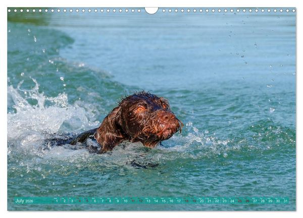 Produktbild: Pointer Power (Wall Calendar 2026 DIN A3 landscape), CALVENDO 12 Month Wall Calendar
