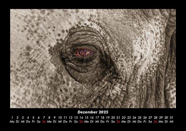 Produktbild: Elefanten - Die sanften Riesen Afrikas 2025 Fotokalender DIN A3