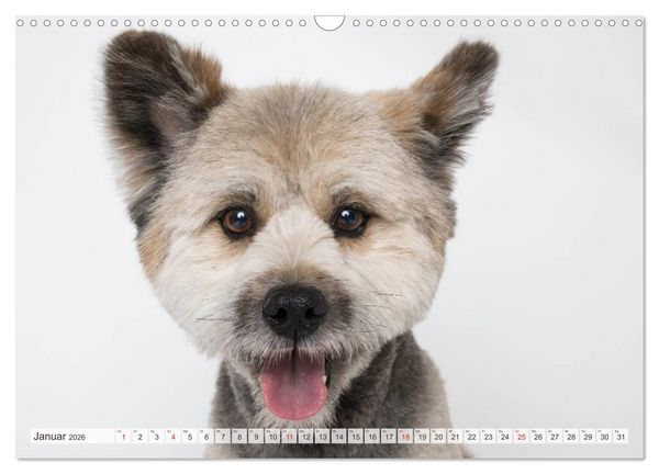 Produktbild: Kleine Hunde - Gro&szlig;e Blicke (Wandkalender 2026 DIN A3 quer), CALVENDO Monatskalender