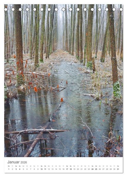 Produktbild: Wald - bezaubernde Landschaften (Tischkalender 2026 DIN A5 hoch), CALVENDO Monatskalender