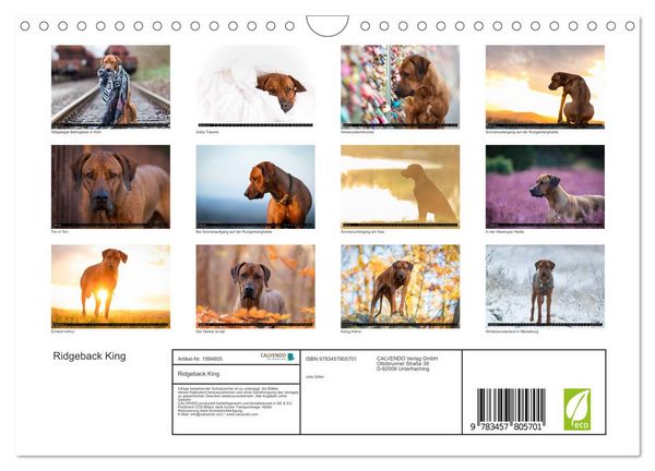 Produktbild: Ridgeback King (Wandkalender 2026 DIN A4 quer), CALVENDO Monatskalender