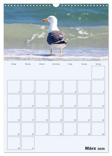 Produktbild: Wildes Leben auf Helgoland (Wandkalender 2026 DIN A3 hoch), CALVENDO Monatskalender