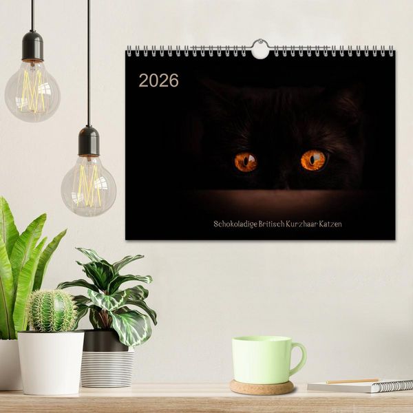 Produktbild: Schokoladige Britisch Kurzhaar Katzen (Wandkalender 2026 DIN A4 quer), CALVENDO Monatskalender