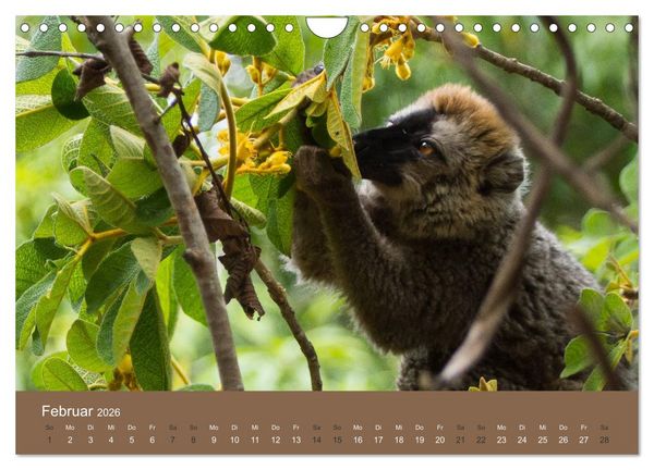 Produktbild: Madagaskars wundersame Tierwelt (Wandkalender 2026 DIN A4 quer), CALVENDO Monatskalender