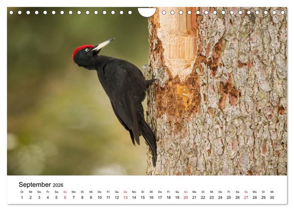 Produktbild: Unsere heimische Tierwelt (Wandkalender 2026 DIN A4 quer), CALVENDO Monatskalender