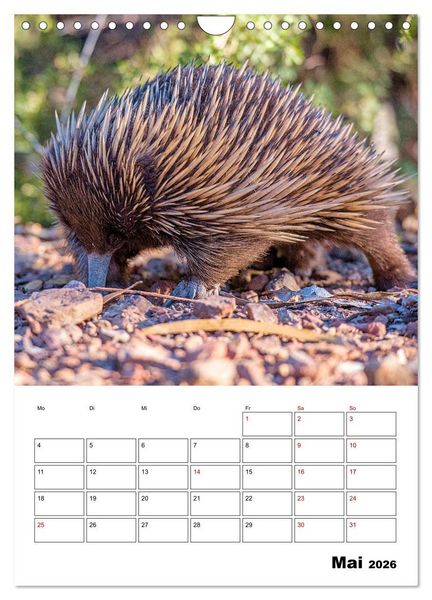 Produktbild: Australiens faszinierende Tierwelt (Wandkalender 2026 DIN A4 hoch), CALVENDO Monatskalender
