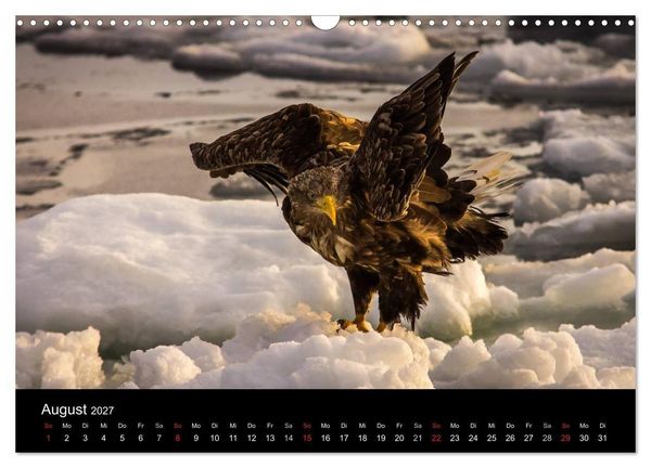 Produktbild: Seeadler - K&ouml;nige der L&uuml;fte (Wandkalender 2027 DIN A3 quer), CALVENDO Monatskalender