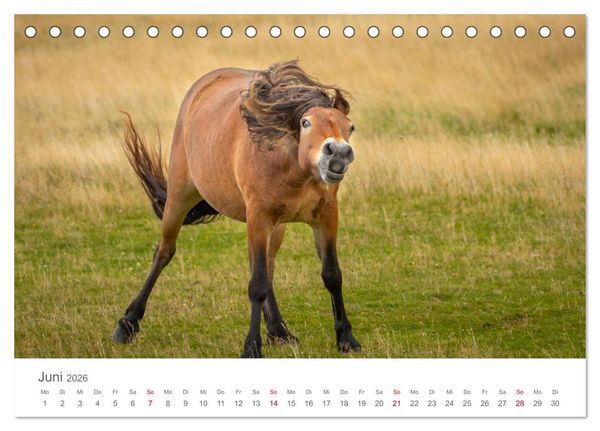 Produktbild: Exmoor Ponnys - Die letzten Ihrer Art (Tischkalender 2026 DIN A5 quer), CALVENDO Monatskalender