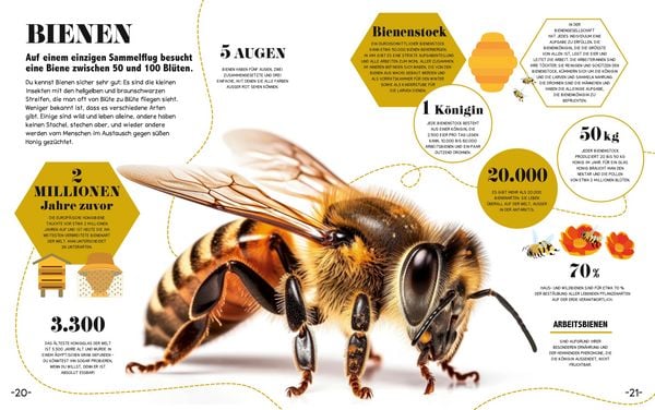 Produktbild: 5-Minuten-Lernen Natur
