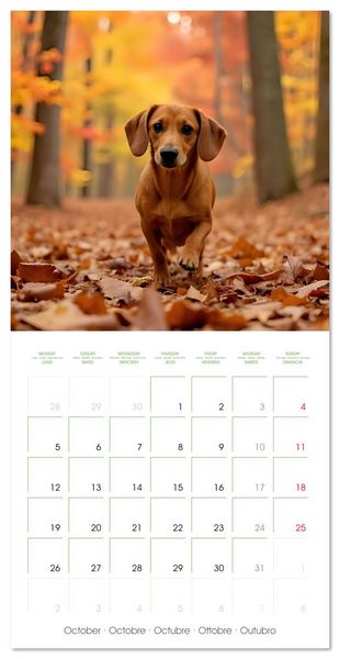 Produktbild: Dachshunds - lovely little dogs (Wall Calendar 2026 12 &times; 12 Inch) CALVENDO 12 Month Wall Calendar
