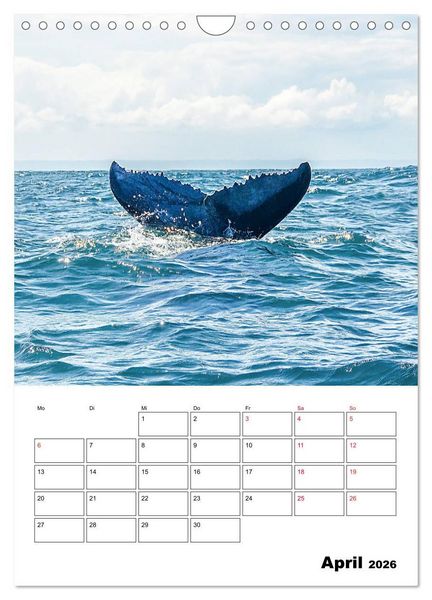 Produktbild: Boa Vista - die &bdquo;Perle&ldquo; der Kapverden (Wandkalender 2026 DIN A4 hoch), CALVENDO Monatskalender