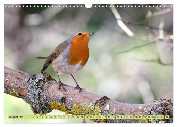 Produktbild: Gefiederte Gesellen - V&ouml;gel aus Wald und Garten (Wandkalender 2026 DIN A3 quer), CALVENDO Monatskalender