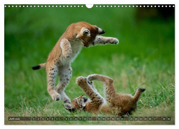 Produktbild: Der Luchs - Dem Pinselohr auf der Spur (Wandkalender 2026 DIN A3 quer), CALVENDO Monatskalender