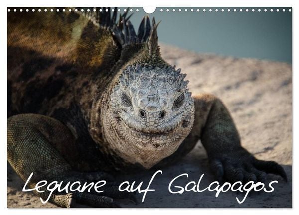 Produktbild: Leguane auf Galapagos (Wandkalender 2026 DIN A3 quer), CALVENDO Monatskalender