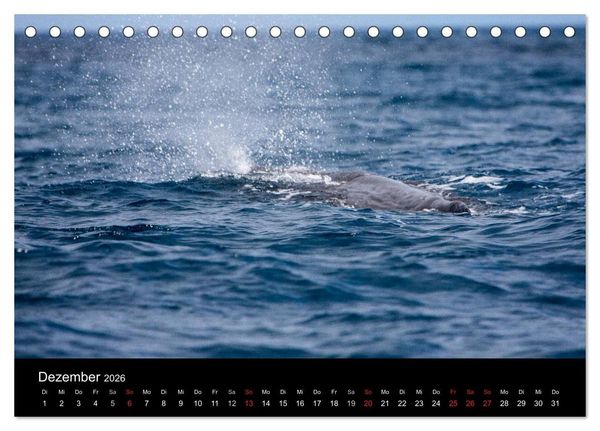 Produktbild: Wale (Tischkalender 2026 DIN A5 quer), CALVENDO Monatskalender