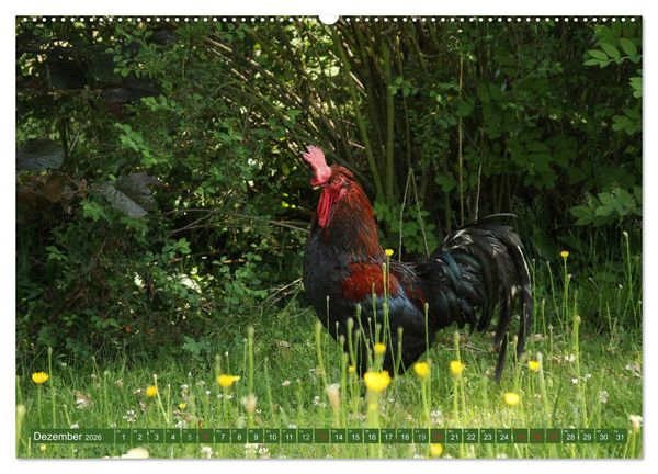 Produktbild: Hannoversches Wendland Vertr&auml;umtes Landleben (hochwertiger Premium Wandkalender 2026 DIN A2 quer), Kunstdruck in Hochglanz