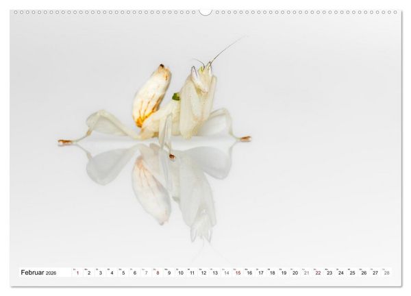 Produktbild: Im Bann der Mantis (hochwertiger Premium Wandkalender 2026 DIN A2 quer), Kunstdruck in Hochglanz