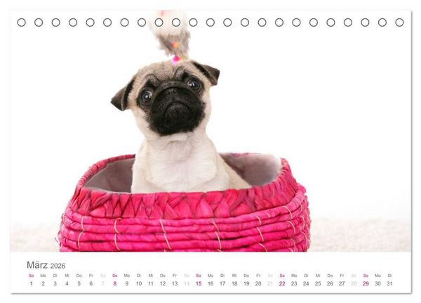 Produktbild: Mopswelpe Emma (Tischkalender 2026 DIN A5 quer), CALVENDO Monatskalender
