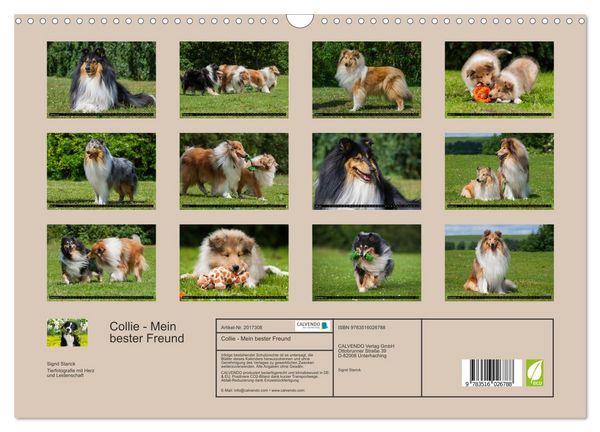 Produktbild: Collie - Mein bester Freund (Wandkalender 2026 DIN A3 quer), CALVENDO Monatskalender