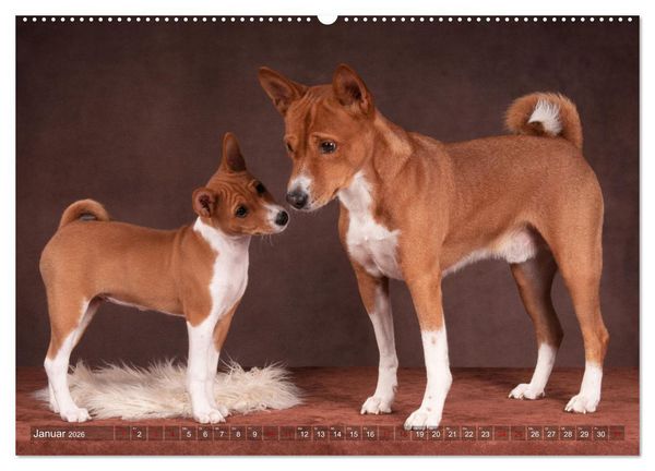 Produktbild: Basenji-Sch&ouml;nheiten (hochwertiger Premium Wandkalender 2026 DIN A2 quer), Kunstdruck in Hochglanz