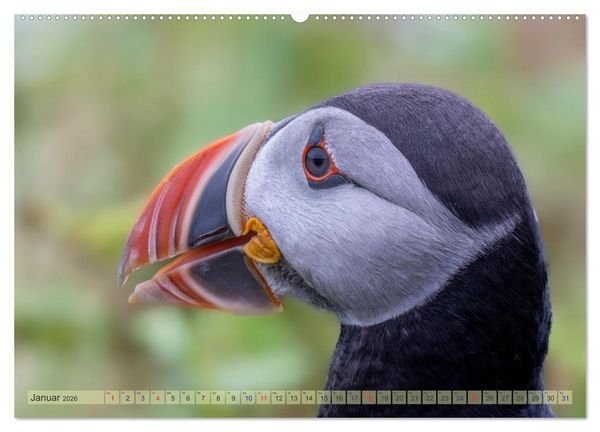 Produktbild: Papageientaucher - Farbenfrohe Flieger der Natur (Wandkalender 2026 DIN A2 quer), CALVENDO Monatskalender