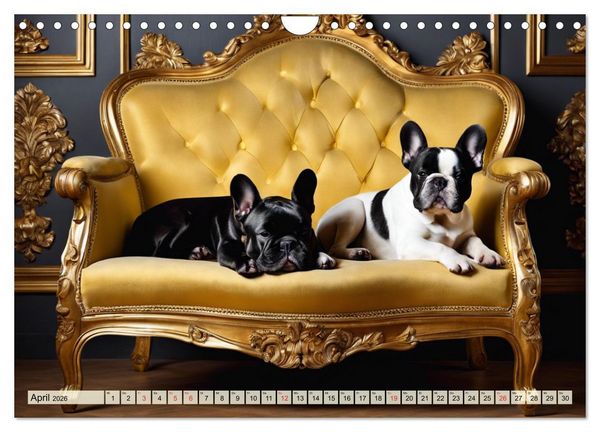 Produktbild: Kleine K&ouml;nige - Franz&ouml;sische Bulldoggen (Wandkalender 2026 DIN A4 quer), CALVENDO Monatskalender